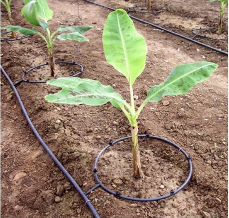 Agricultural Extension services photo